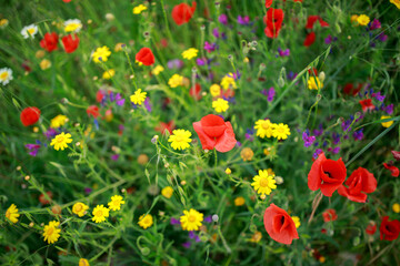 Fototapeta premium Red poppies bloom among variety of grasses in wild flowering meadow, beautiful summer natural background in Andalusia.