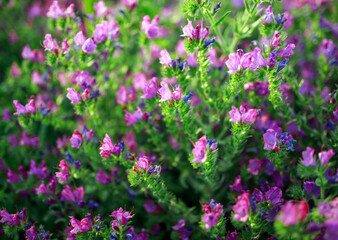 Obraz premium Purple plants, flowers in wild field, close-up at sunset, beautiful summer natural backdrop in Andalusia