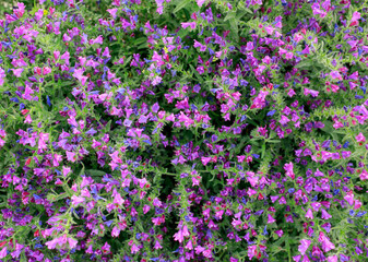 Fototapeta premium Purple plants, flowers in wild field, close-up at sunset, beautiful summer natural backdrop in Andalusia.