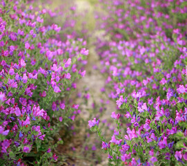 Obraz premium Purple plants, flowers in wild field, close-up at sunset, beautiful summer natural backdrop in Andalusia.