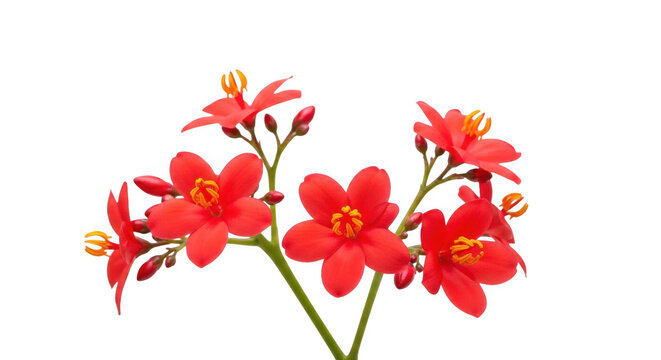 Red jatropha integerrima flowers isolated on transparent background