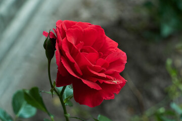Obraz premium Close-up of a blooming dark red rose with a small yellow crab spider resting on a lower petal