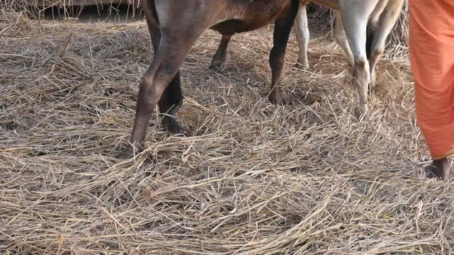 Traditional threshing of grain in India.
where cattle are utilized to separate grain from straw.
The animals walk over the cut stalks spread on the ground, and the grain separates from the stalks.