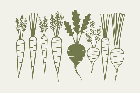 Set of various root vegetables including carrots and radishes outline sketch vector illustration
