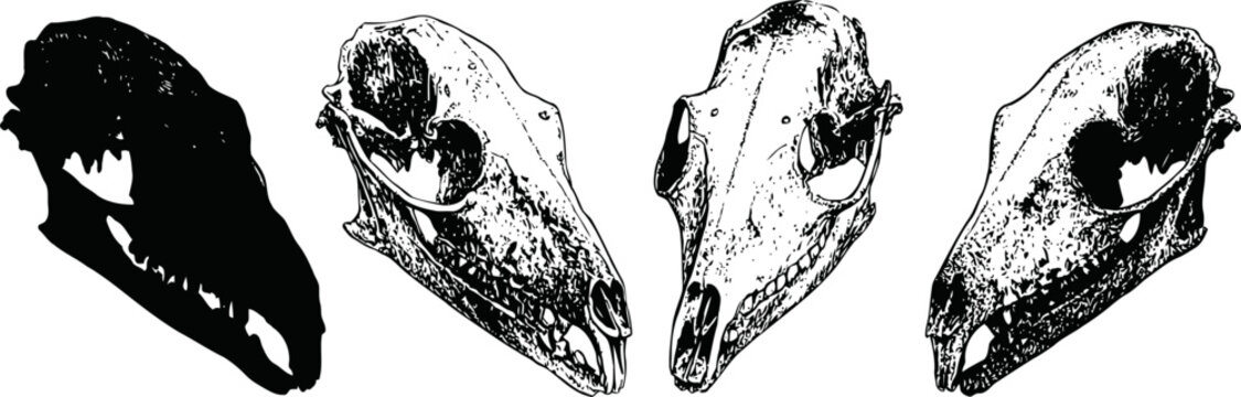 four detailed black and white animal skull illustrations with distinct shapes and textures