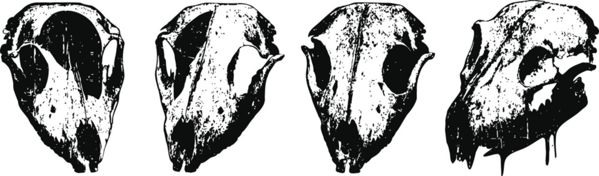 illustrations of animal skulls in different side views with detailed bone textures
