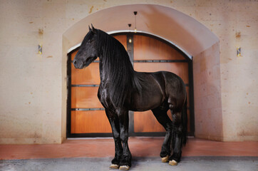 caballo percherón © irvingjay
