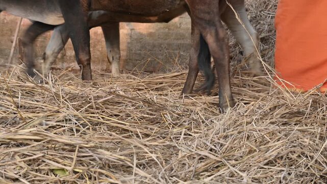 Traditional threshing of grain in India.
where cattle are utilized to separate grain from straw.
The animals walk over the cut stalks spread on the ground, and the grain separates from the stalks.