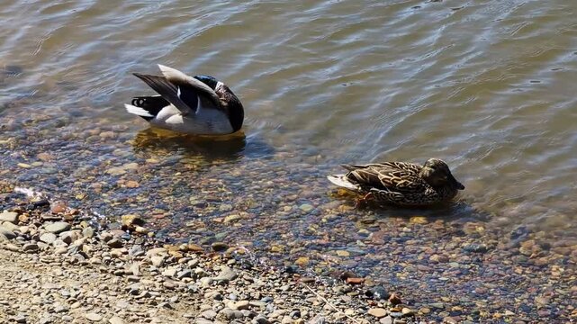 Two ducks, one male with vibrant green head feathers and one female with brown patterned plumage, rest calmly near the shoreline on a bed of small stones.