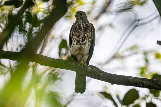 A medium-sized bird of prey rests upright on a thick branch, featuring a streaked white and brown breast, a dark grayish-brown back, yellow eyes, and a long banded tail.