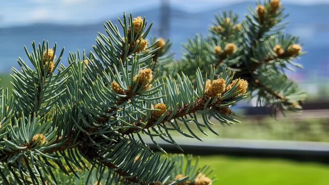 Pine tree branch featuring dense green needles and small yellowish buds in natural outdoor setting. Blurred background with hints of landscape and sky, emphasizing the vibrant details of the.