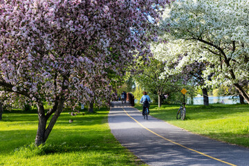 Naklejka premium Cyclist riding bike on trail with blooming spring trees in park. Pathway in Dominion Arboretum in Ottawa, Canada.