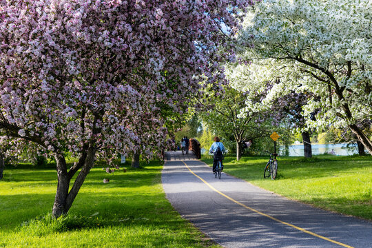Cyclist riding bike on trail with blooming spring trees in park. Pathway in Dominion Arboretum in Ottawa, Canada.