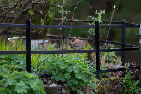 Grey Wagtail Perched on a Fence in the Lake District