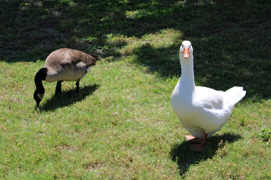 White Embden Goose and Canada Goose Grazing on Sunlit Green Lawn