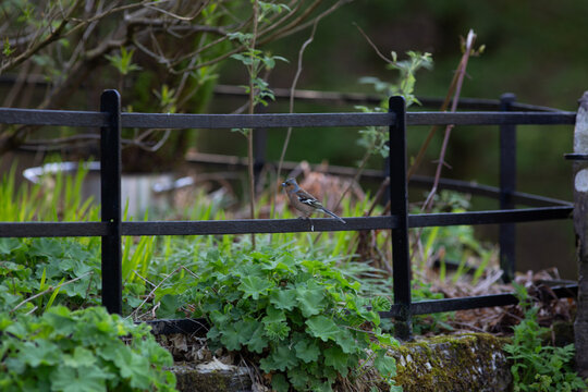 Jay Perched on a Fence in the Lake District