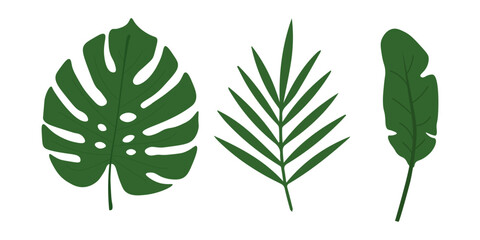 Green tropical leaves set including monstera, banana and fan palm frond isolated on white background for jungle themed wedding invitations summer party posters and botanical designs © Jennie
