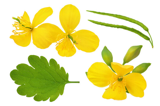 Celandine flower isolated on white background