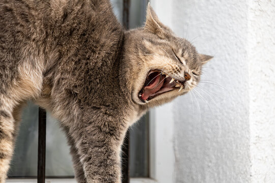 Gray tabby cat yawning widely with eyes closed while standing by a window, conveying a sense of relaxed domestic comfort and sleepy behavior in an indoor pet lifestyle environment