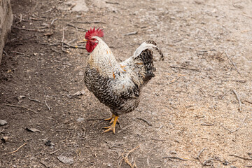 Spotted rooster standing on a dirt ground at a farmyard, displaying its vibrant red comb and patterned plumage for rural agriculture, livestock, and traditional poultry study concepts © Alina