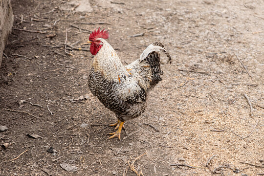 Spotted rooster standing on a dirt ground at a farmyard, displaying its vibrant red comb and patterned plumage for rural agriculture, livestock, and traditional poultry study concepts