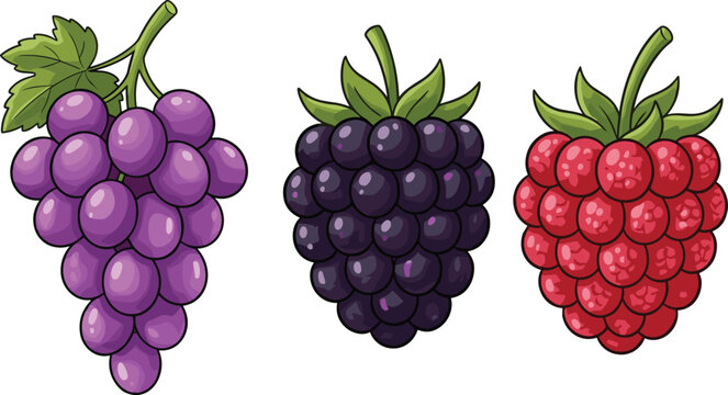 Stylized illustration of grape, blackberry, and raspberry fruit clusters with glossy shading and detailed green leaves