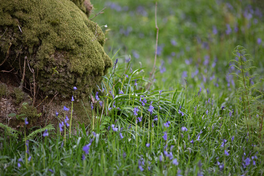Bluebells in the Lake District