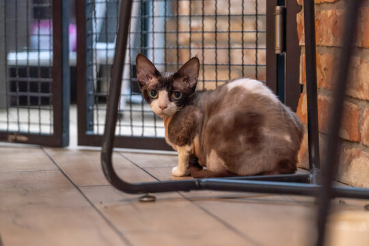 Devon Rex Cat Sitting Under Chair Indoor Pet Behavior and Mood Concept