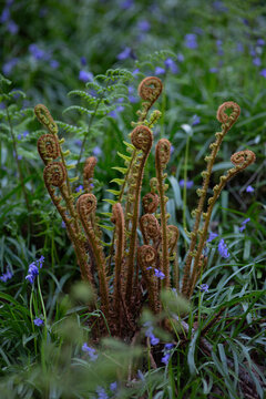 Ostrich Fern (Matteuccia struthiopteris) in a Bluebell Glade - Lake District