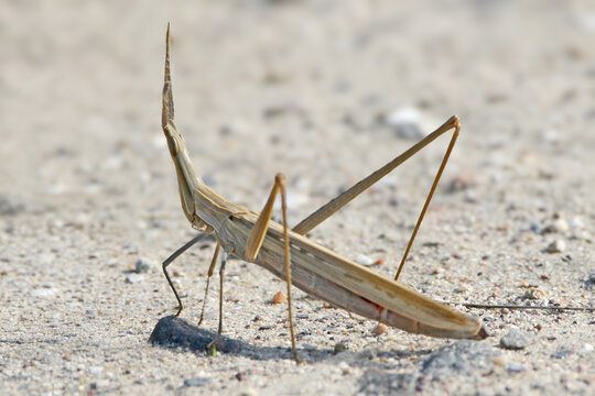 Macro profile view of a tan Mediterranean Slant-faced Grasshopper (Acrida ungarica) standing on fine, light-colored sand.
