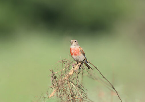 An adult male Common Linnet (Linaria cannabina) showcasing its vibrant crimson breast while perched on a thorny Viper's Bugloss (Echium vulgare) stem under a blue sky.