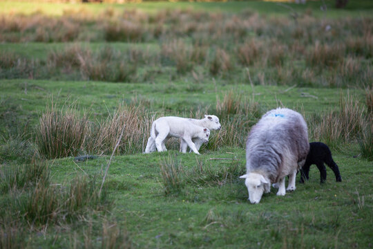 Lambs in the Lake District Grassland