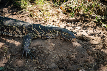Fototapeta premium A monitor lizard lies under shrub shade in Chobe National Park, Botswana. Midday light highlights pebbled skin, pale speckles, claws, and elongated head.