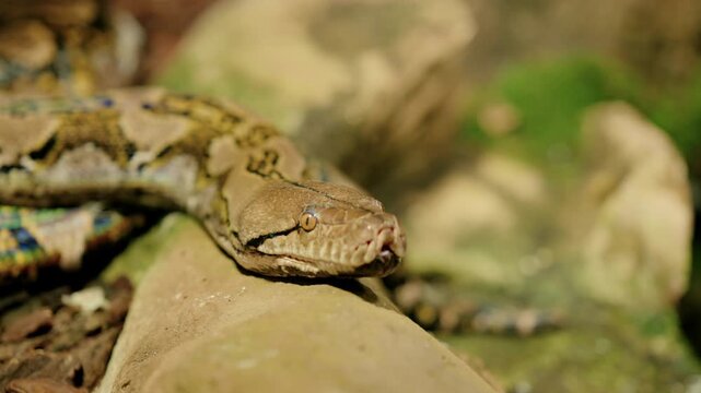 Macro view of a brown patterned python resting on light-colored rocks with its head in the lower-right foreground. Detailed scales, eye and nostril are