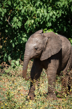 A young elephant calf stands in Chobe National Park, Botswana, near the Botswana Zimbabwe border, stepping forward with trunk raised, soft bokeh and natural light.