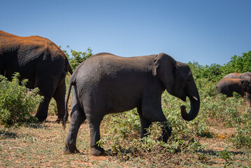 Fototapeta premium A juvenile elephant steps mid stride as adults frame the edges in Chobe National Park, Botswana. Dry scrub, thorny bushveld, and noon light cast crisp shadows.
