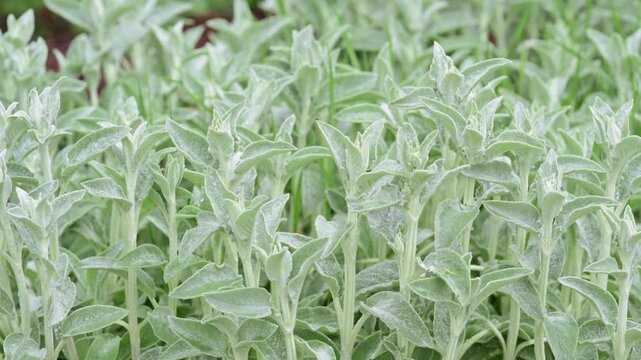Tight foreground view of a dense patch of pale green, fuzzy-leaved groundcover plants. Soft natural light emphasizes silvery leaf texture and scattered water