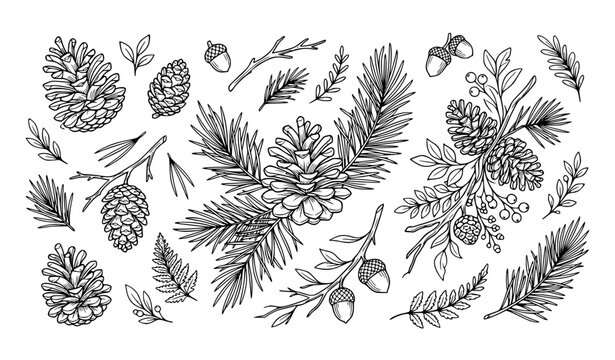 Pine Cones, Coniferous Branches, and Acorns Hand-Drawn Doodle Icon Set Featuring Spruce Needles, Oak Seeds, and Winter Forest Foliage Elements for Botanical Branding