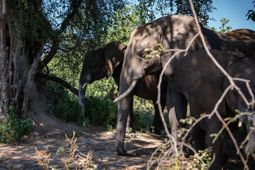 Fototapeta premium Three African elephants stand under a gnarled riverside tree in Chobe National Park, Botswana, framed by branches and brush, tusks and textured skin lit by angled sun.