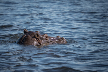 Naklejka premium A hippo surfaces in Chobe River, Botswana, near the Zimbabwe border, eyes, ears, and nostrils above water, cool light and low perspective show rippling waves.