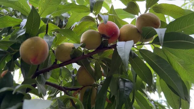 A cluster of ripe peaches (Prunus persica) glowing on a tree branch in Khyber Pakhtunkhwa.