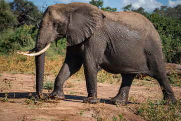 Fototapeta premium An African elephant strides on a sunlit sandy riverbank in Chobe National Park, Botswana, showing long curved tusks, wrinkled gray hide, and dust on its back.