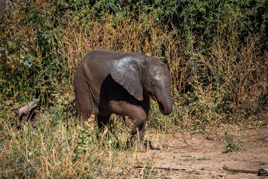 A young African elephant calf stands in side light on a sandy path in Chobe National Park, Botswana, near mopane shrubs and dry grass, its wet wrinkled skin glistening.