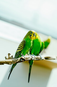 A row of vibrant green budgerigars with yellow faces and black striped wing markings perched closely together on a natural wooden branch. Soft, diffused
