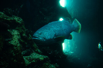 Fototapeta premium A large grouper fish glides near rocky reef walls inside an underwater cave with shafts of turquoise sunlight filtering through openings. The scene shows