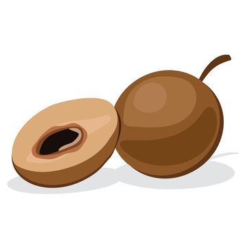 sapodilla, ripe sapodilla vector drawing.