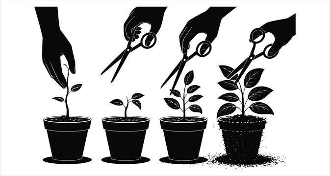 Four stages of plant cultivation and pruning with hands holding scissors and potted plants 