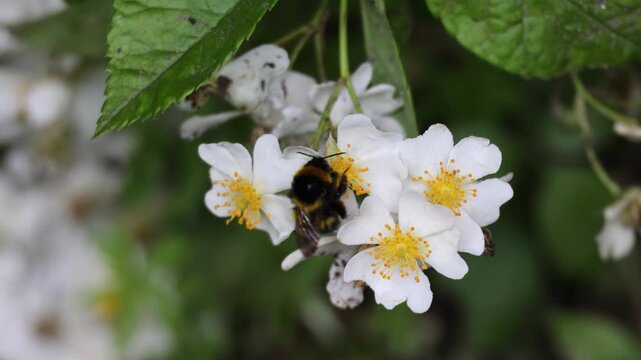 Bumblebee pollinating small white wild rose flowers