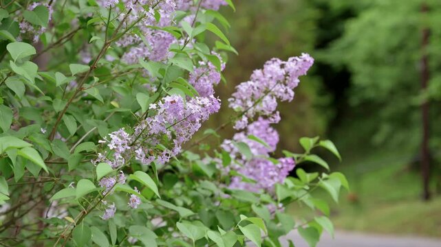 Tight outdoor shot of light purple lilac blossoms clustered on a green leafy branch in a sunlit garden. Soft-focus pathway and trees form a blurred background