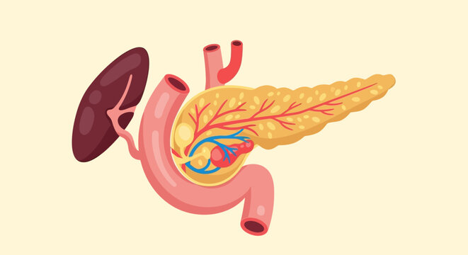 Illustration of human pancreatic anatomy with ducts and blood vessels
